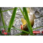 Micro Minnow SSF 1B