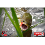 Micro Minnow SSF 1B
