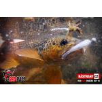 Micro Minnow SSF 1B