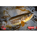 Micro Minnow SSF 1B