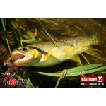 Micro Minnow SSF 1B