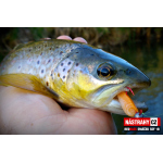 Micro Minnow SSF 1B