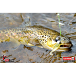 Micro Minnow SSF 1B