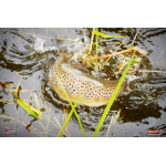 Micro Minnow SSF 1B