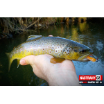 Micro Minnow SSF 1B