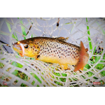Micro Minnow SSF 1B