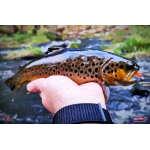 Micro Minnow SSF 1B