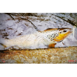 Micro Minnow SSF 1B
