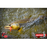 Micro Minnow SSF 2