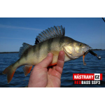 Minnow SSF 3