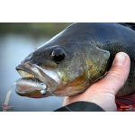 Minnow SSF 3