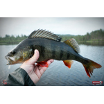 Minnow SSF 3