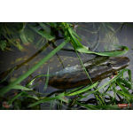 Minnow SSF 3