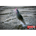 Micro Minnow SSR 1