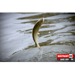 Micro Minnow SSR 1