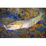 Micro Minnow SSR 1B