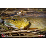 Micro Minnow SSR 1B
