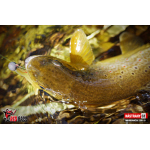 Micro Minnow SSR 1B