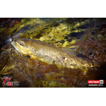 Micro Minnow SSR 1B