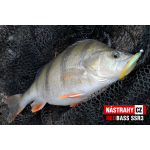 Minnow SSR 3