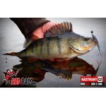 Minnow SSR 3