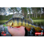 Minnow SSR 3