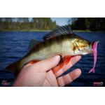 Minnow SSR 3