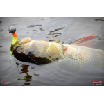 Minnow SSR 3