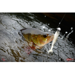 Minnow SSR 3