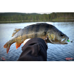 Minnow SSR 3