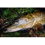Ripper REDBASS SWIMMER XXL - 200 mm