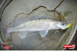 Ripper REDBASS SWIMMER XL - 140 mm