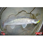 Ripper REDBASS SWIMMER L - 90 mm