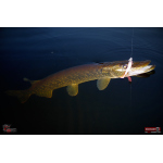 Ripper REDBASS SWIMMER SLIM L - 88 mm