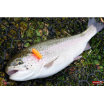 TROUT GRUB L 3 x 25 mm REDBASS