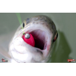 TROUT GRUB L 3 x 25 mm REDBASS