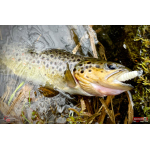 TROUT GRUB L 3 x 25 mm REDBASS