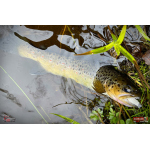 TROUT GRUB L 3 x 25 mm REDBASS