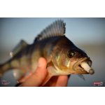 Worm/Minnow REDBASS WORMETO 77 mm