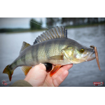 Worm/Minnow REDBASS WORMETO 77 mm
