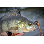 Worm/Minnow REDBASS WORMETO 77 mm