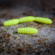 SIGNAL YELLOW - UV COLOR