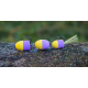 Yellow/Purple (116)