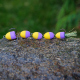 Yellow/Purple (116)