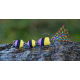 Purple/Black/Yellow (108)