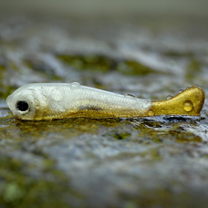 Micro Minnow SSF 1B - 40 mm