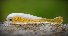 Micro Minnow SSF 1B