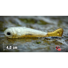Micro Minnow SSF 1B Micro Minnow SSF 1B
