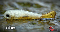 Micro Minnow SSF 1B
