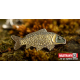 Carp (26mm)